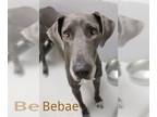 Great Dane DOG FOR ADOPTION RGADN-1042727 - BEBAE - Great Dane (medium coat) Dog