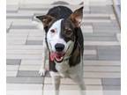 Border Collie-Bull Terrier Mix DOG FOR ADOPTION RGADN-1042948 - SCOUT - Bull