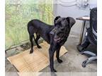 Great Dane DOG FOR ADOPTION RGADN-1043094 - ROXY - Great Dane (medium coat) Dog