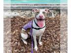 American Staffordshire Terrier DOG FOR ADOPTION RGADN-1043109 - CINNAMON DOLCE -