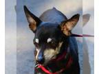 Miniature Pinscher DOG FOR ADOPTION RGADN-1043170 - Ronnie - Miniature Pinscher