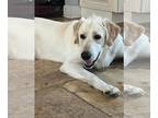 Labrenees DOG FOR ADOPTION RGADN-1043337 - Tucker - Great Pyrenees / Labrador