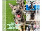 Airedale Terrier-Cairn Terrier Mix DOG FOR ADOPTION RGADN-1043571 - DUTCH -