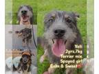 Cairn Terrier Mix DOG FOR ADOPTION RGADN-1043572 - YETI - Cairn Terrier / West