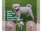 Poochon DOG FOR ADOPTION RGADN-1043573 - NOEUL - Poodle (Miniature) / Bichon