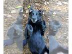 Labrador Retriever DOG FOR ADOPTION RGADN-1043633 - Ziva - Labrador Retriever