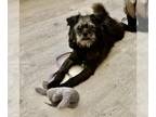 Shih Tzu DOG FOR ADOPTION RGADN-1043823 - Chewie - Shih Tzu / Pug Dog For