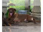 Chesador DOG FOR ADOPTION RGADN-1044005 - Brandywine - Labrador Retriever /