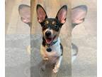 Rat Terrier Mix DOG FOR ADOPTION RGADN-1044324 - Mr. Peanut - Rat Terrier /