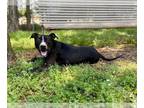 Staffordshire Bull Terrier Mix DOG FOR ADOPTION RGADN-1044388 - KIKO -