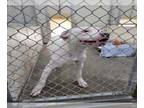 American Pit Bull Terrier DOG FOR ADOPTION RGADN-1044403 - KELLY - Pit Bull