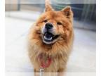 Chow Chow DOG FOR ADOPTION RGADN-1044405 - MOBLEY - Chow Chow (medium coat) Dog