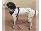 German Shorthaired Pointer DOG FOR ADOPTION RGADN-1044885 - PRINCESS AUNA -