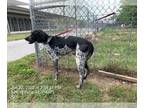 Bluetick Coonhound DOG FOR ADOPTION RGADN-1044888 - *SORBET - Bluetick Coonhound