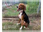 American Foxhound Mix DOG FOR ADOPTION RGADN-1044889 - *SHERBET - American