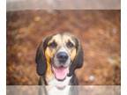 Bloodhound Mix DOG FOR ADOPTION RGADN-1044916 - POLO - Bloodhound / Mixed
