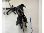 Labrador Retriever Mix DOG FOR ADOPTION RGADN-1044922 - BELLA - Labrador