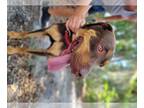 Doberman Pinscher Mix DOG FOR ADOPTION RGADN-1045026 - ROSCOE - Doberman