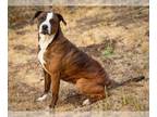 Boxer Mix DOG FOR ADOPTION RGADN-1045158 - FRED* - Boxer / Mixed (medium coat)