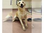 Australian Cattle Dog-Treeing Walker Coonhound Mix DOG FOR ADOPTION