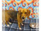 Beagle DOG FOR ADOPTION RGADN-1045631 - Stevie - Beagle Dog For Adoption