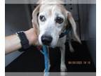 Beagle Mix DOG FOR ADOPTION RGADN-1045654 - ROXEY - Beagle / Mixed (short coat)
