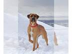 Mastiff DOG FOR ADOPTION RGADN-1046301 - GROOT - Mastiff (medium coat) Dog For