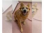 Australian Cattle Dog-Border Collie Mix DOG FOR ADOPTION RGADN-1046409 - CANELO