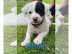 Beagle-Bull Terrier Mix DOG FOR ADOPTION RGADN-1046914 - Ghost - Beagle / Bull