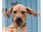 Beagle Mix DOG FOR ADOPTION RGADN-1047039 - Brock - Beagle / Yellow Labrador
