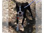 Boston Terrier Mix DOG FOR ADOPTION RGADN-1047243 - Clover - Boston Terrier /