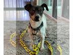 Jack Russell Terrier DOG FOR ADOPTION RGADN-1047541 - Ryder - Jack Russell