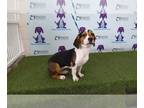 Beagle Mix DOG FOR ADOPTION RGADN-1047609 - A495732 - Beagle / Mixed (short