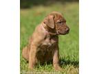 Adopt Minnie Puppy #1 (Pink Collar) a Tan/Yellow/Fawn German Shepherd Dog dog in