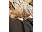 Adopt Vecna a Orange or Red Domestic Mediumhair / Mixed (medium coat) cat in Box