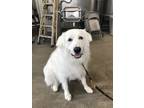 Adopt Chowda a White Great Pyrenees / Mixed dog in Monterey, CA (35296938)