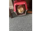 Adopt Daisy a Orange or Red (Mostly) Maine Coon / Mixed (long coat) cat in