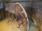 Adopt Dreamer a Chestnut/Sorrel Belgian / Mixed horse in Dewey, IL (30625399)