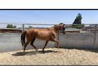 Trail deluxe papered mare