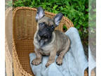 French Bulldog PUPPY FOR SALE ADN-427328 - French bulldog puppy