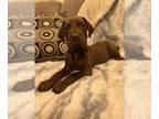 Great Dane PUPPY FOR SALE ADN-427577 - Akc chocolate male