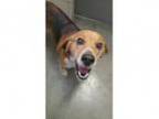 Adopt RUFUS a Beagle Mixed dog in Wintersville OH ()