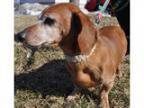 Adopt HOOVER a RedGoldenOrangeCh estnut Dachshund Mixed dog in