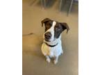 Adopt Red *$50 adoption* a German Shorthaired Pointer