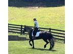 Gorgeous Sweet 162 hand 7 year old Friesian Mare