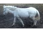 White female mule for sale