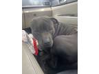 Adopt Storm a Black American Pit Bull Terrier / American Pit Bull Terrier /