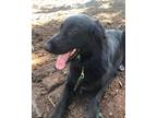 Adopt Bindy a Black - with White Collie / Great Pyrenees / Mixed dog in