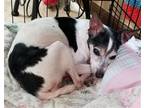 Adopt Anna / RRTN / Need Foster a White Rat Terrier / Mixed dog in Columbia