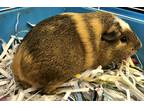 Adopt Jelly Bean a Guinea Pig small animal in Tiffin, OH (35325704)